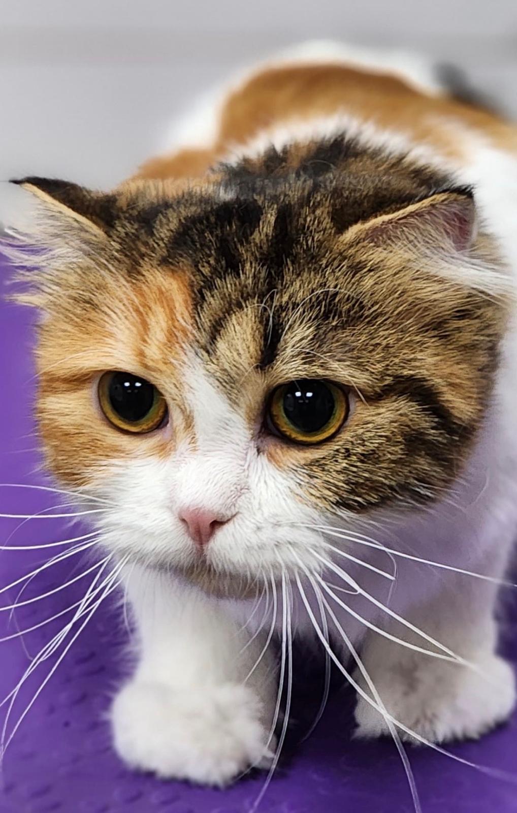 Enlarge Lilo, a Adoptable Scottish Fold in Snow Hill, MD image 1/2