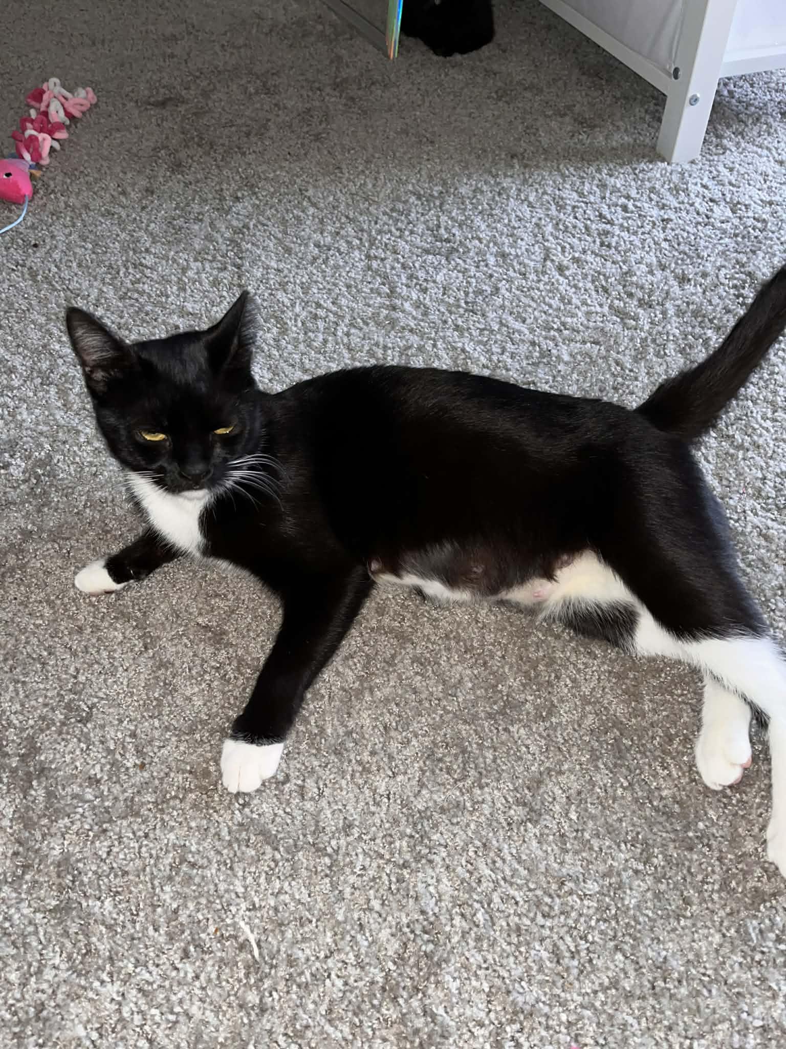Enlarge Orca , a ADOPTABLE Tuxedo in Lawrenceville, GA image 1/1