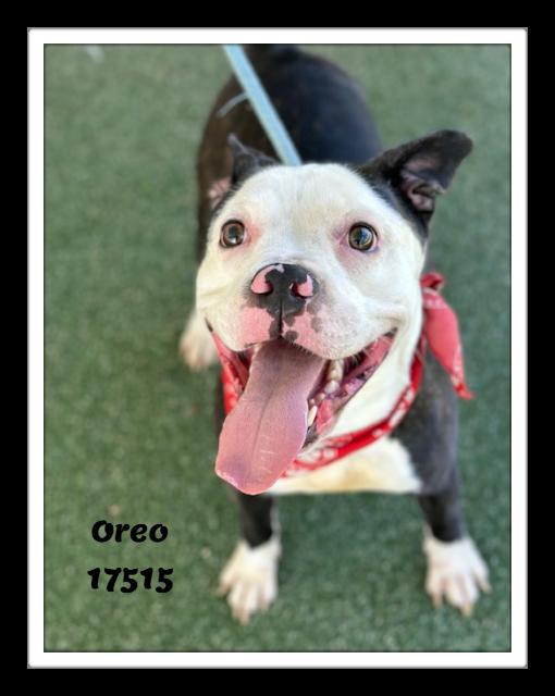Enlarge OREO, a ADOPTABLE mixed breed in Marietta, GA image 1/6