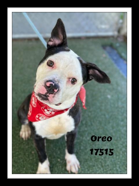 Enlarge OREO, a ADOPTABLE mixed breed in Marietta, GA image 2/6