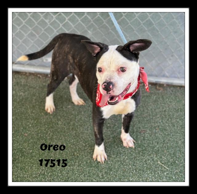 Enlarge OREO, a ADOPTABLE mixed breed in Marietta, GA image 6/6