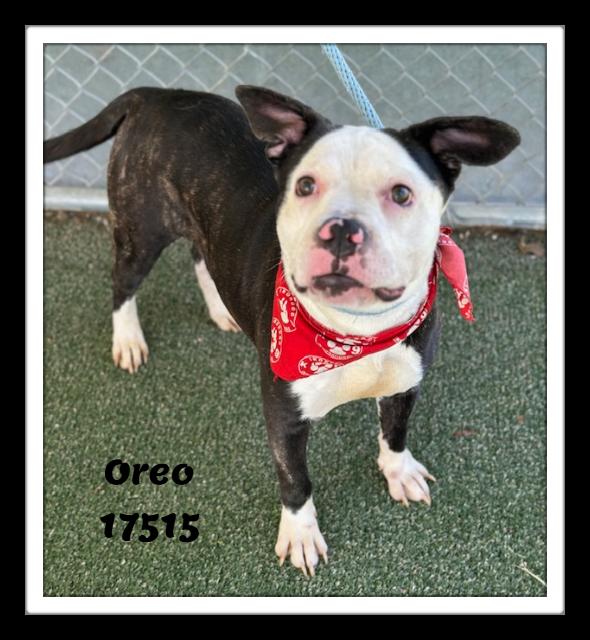 Enlarge OREO, a ADOPTABLE mixed breed in Marietta, GA image 4/6