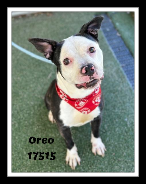 Enlarge OREO, a ADOPTABLE mixed breed in Marietta, GA image 3/6