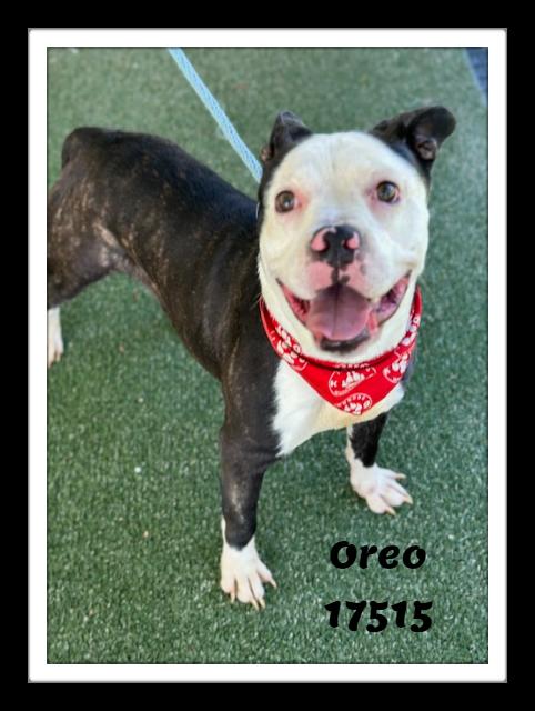 Enlarge OREO, a ADOPTABLE mixed breed in Marietta, GA image 5/6