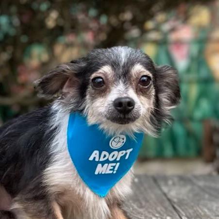 Enlarge Floss, a Adoptable Chihuahua in Pacific Grove, CA image 1/5