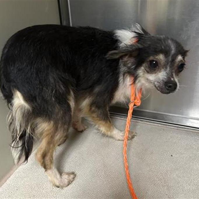 Enlarge Floss, a Adoptable Chihuahua in Pacific Grove, CA image 2/5