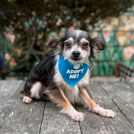 Enlarge Floss, a Adoptable Chihuahua in Pacific Grove, CA image 3/5