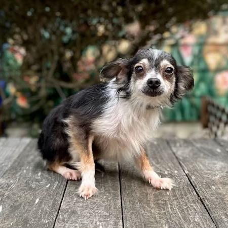 Enlarge Floss, a Adoptable Chihuahua in Pacific Grove, CA image 5/5