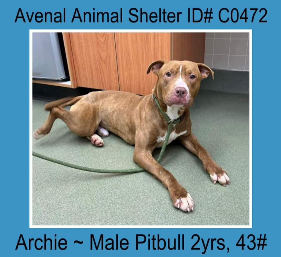 Archie, Adult Male unknown