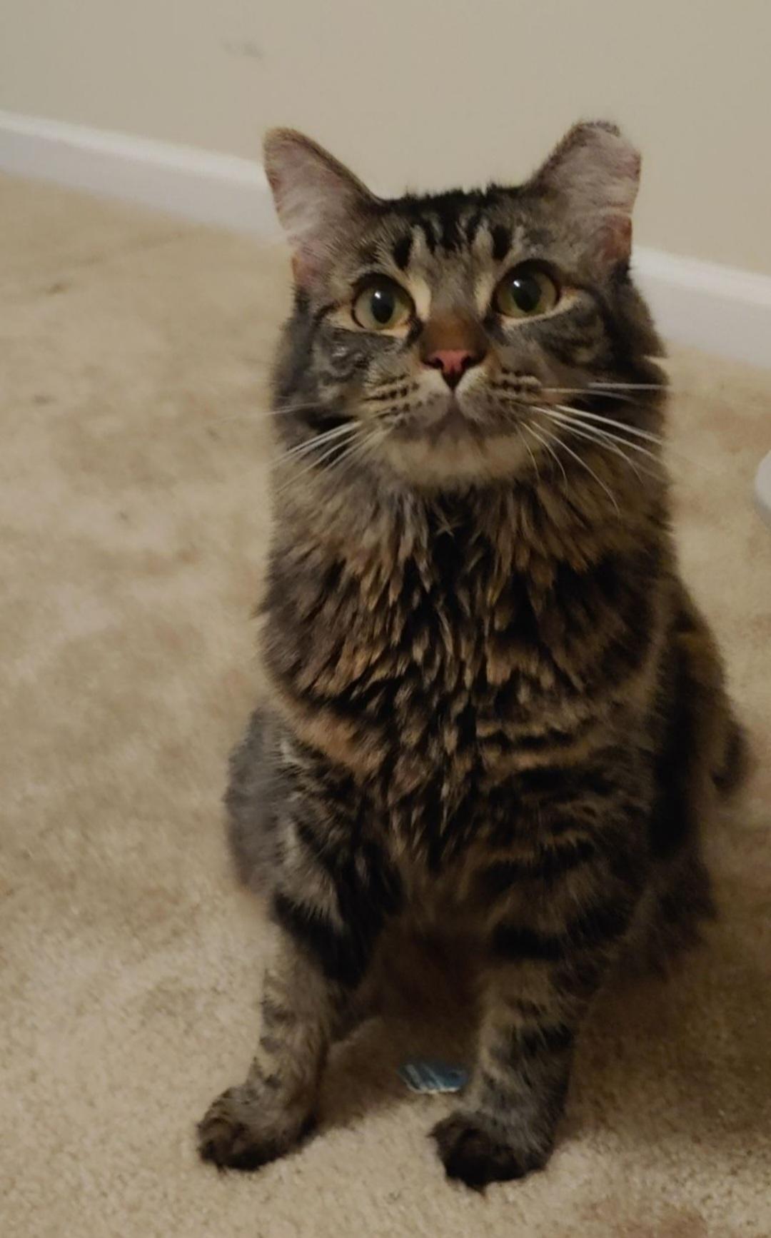 Whiskers, a Adoptable Domestic Long Hair in Lumberton, NC image 1/2