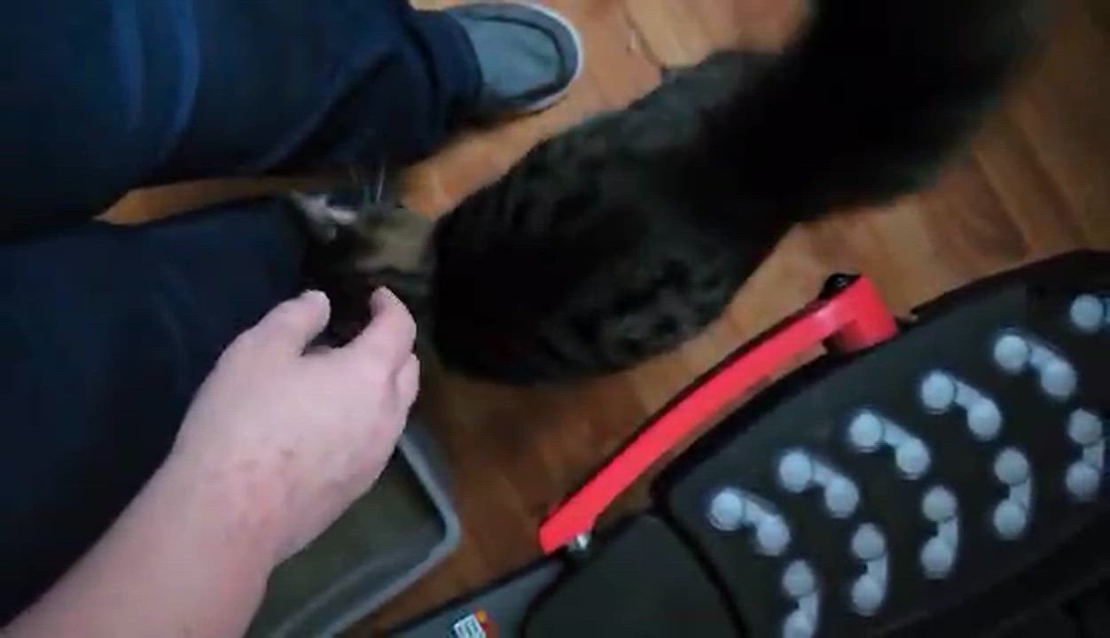 Enlarge Whiskers, a Adoptable Domestic Long Hair in Lumberton, NC video 2/2