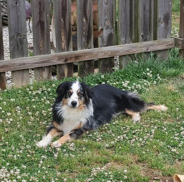 Demi, ADOPTABLE, Young Female Australian Shepherd.