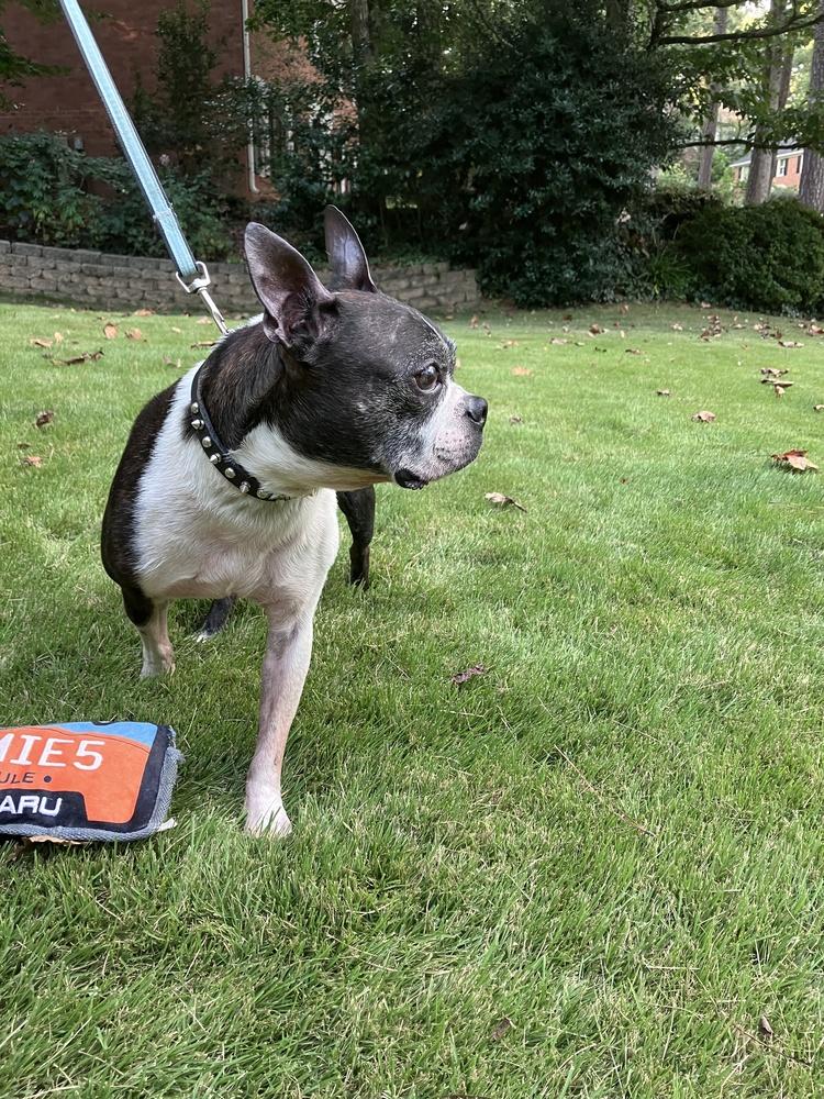 Adam Sebastian-4186GA, Adoptable, Senior Male Boston Terrier.