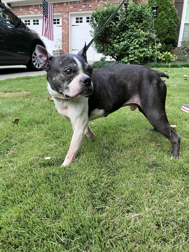 Adam Sebastian-4186GA, a Adoptable Boston Terrier in Maryville, TN image 2/5