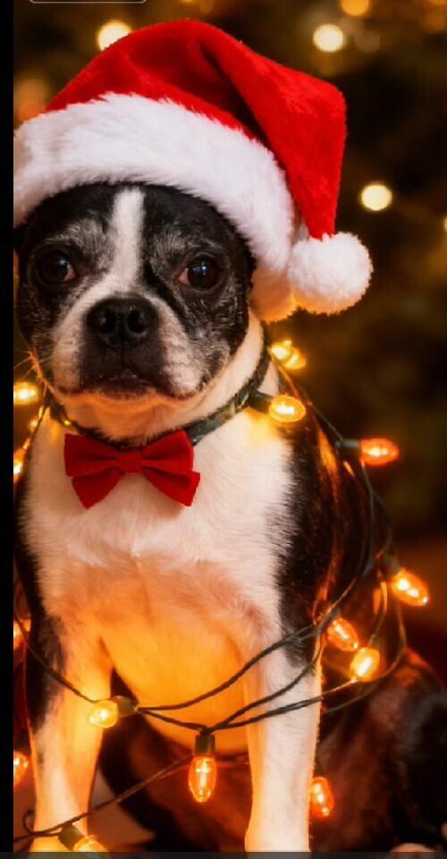 Adam Sebastian-4186GA, a Adoptable Boston Terrier in Maryville, TN image 3/5