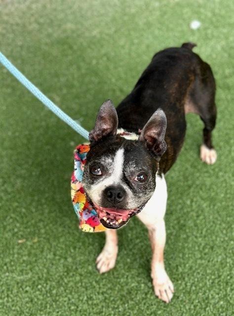 Adam Sebastian-4186GA, a Adoptable Boston Terrier in Maryville, TN image 4/5