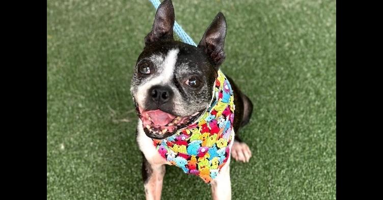 Adam Sebastian-4186GA, a Adoptable Boston Terrier in Maryville, TN image 5/5