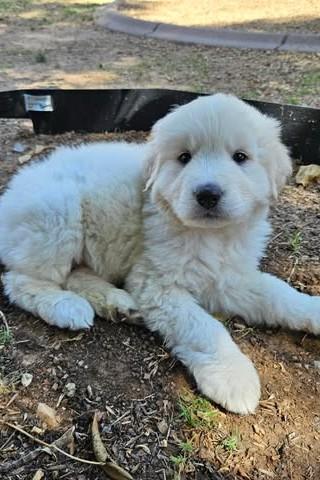 Alto, Adoptable, Puppy Male Great Pyrenees.