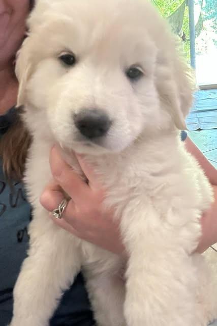 Alto, a Adoptable Great Pyrenees in Mesa, AZ image 2/3