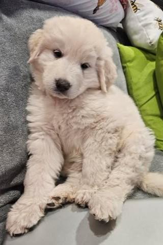 Alto, a Adoptable Great Pyrenees in Mesa, AZ image 3/3