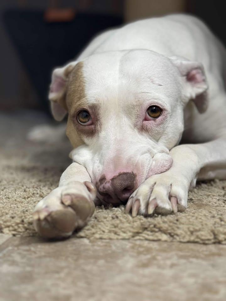 Luna, ADOPTABLE, Senior Female Pit Bull Terrier.