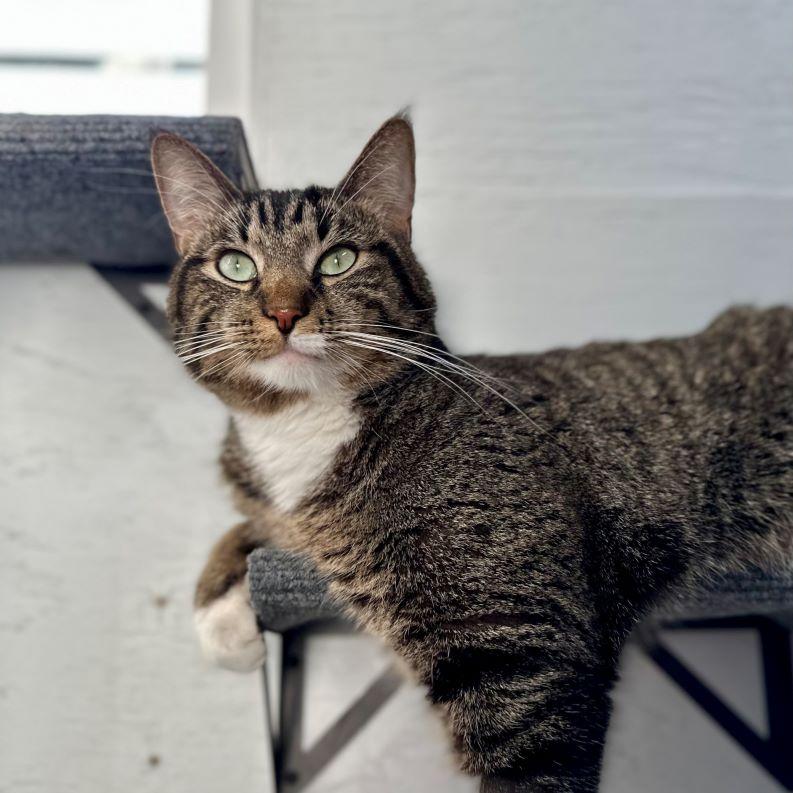 Hutch (and Starsky), ADOPTABLE, Adult Male Tabby & Domestic Short Hair.