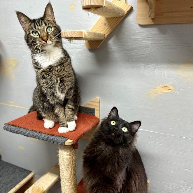 Enlarge Hutch (and Starsky), a ADOPTABLE mixed breed in Tulsa, OK image 5/6