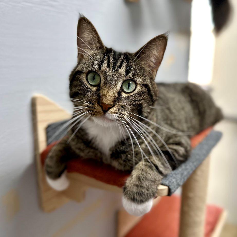 Enlarge Hutch (and Starsky), a ADOPTABLE mixed breed in Tulsa, OK image 3/6