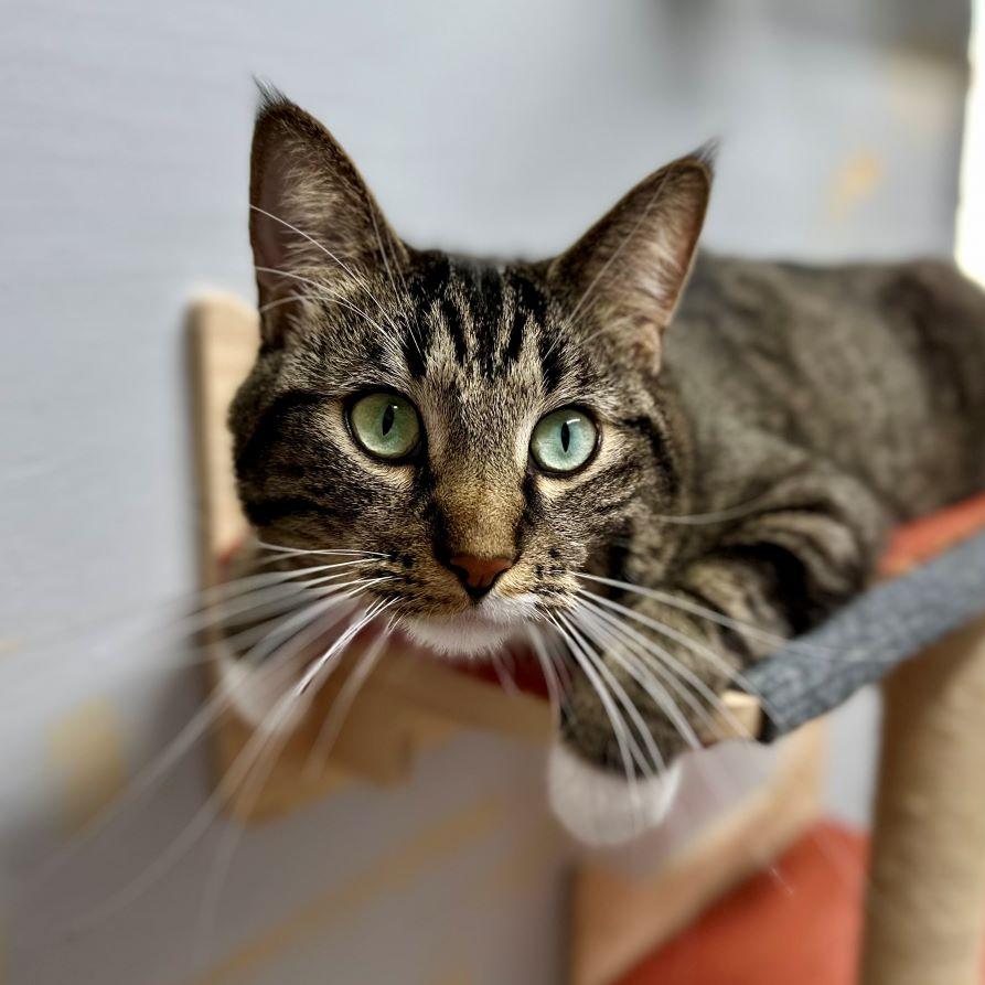 Enlarge Hutch (and Starsky), a ADOPTABLE mixed breed in Tulsa, OK image 4/6
