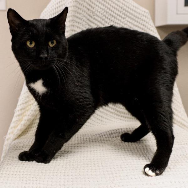 Kentucky, Adoptable, Young Male Domestic Short Hair.