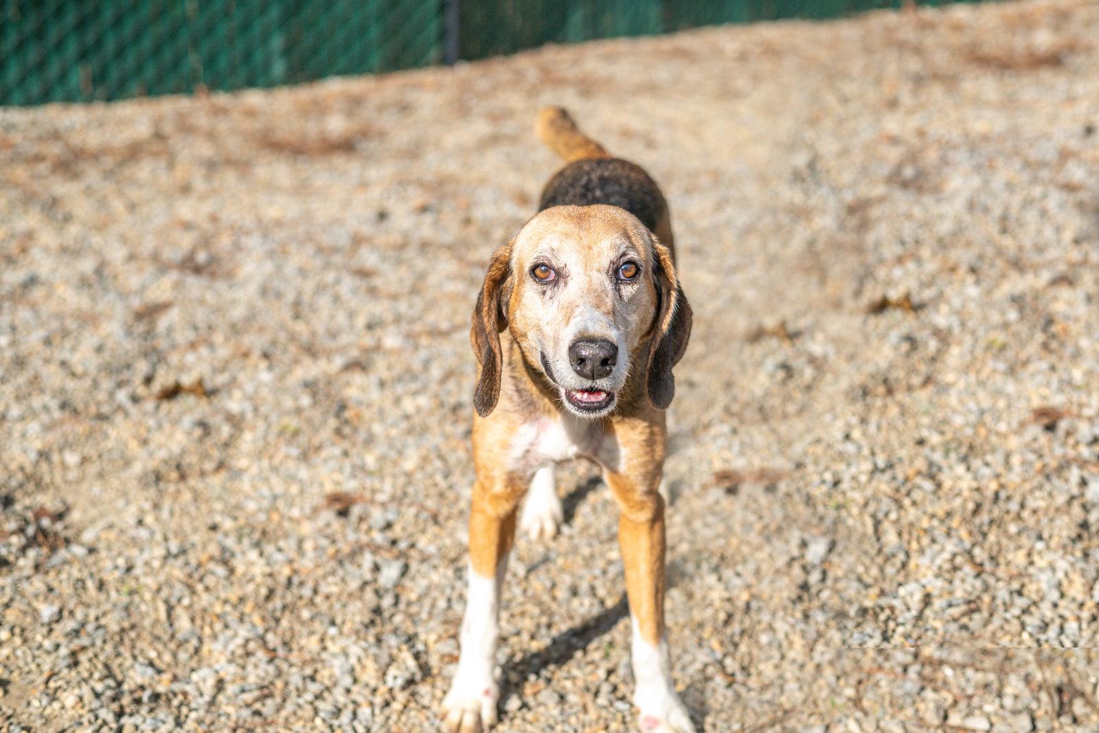 Beatrice, Adoptable, Adult Female Hound.