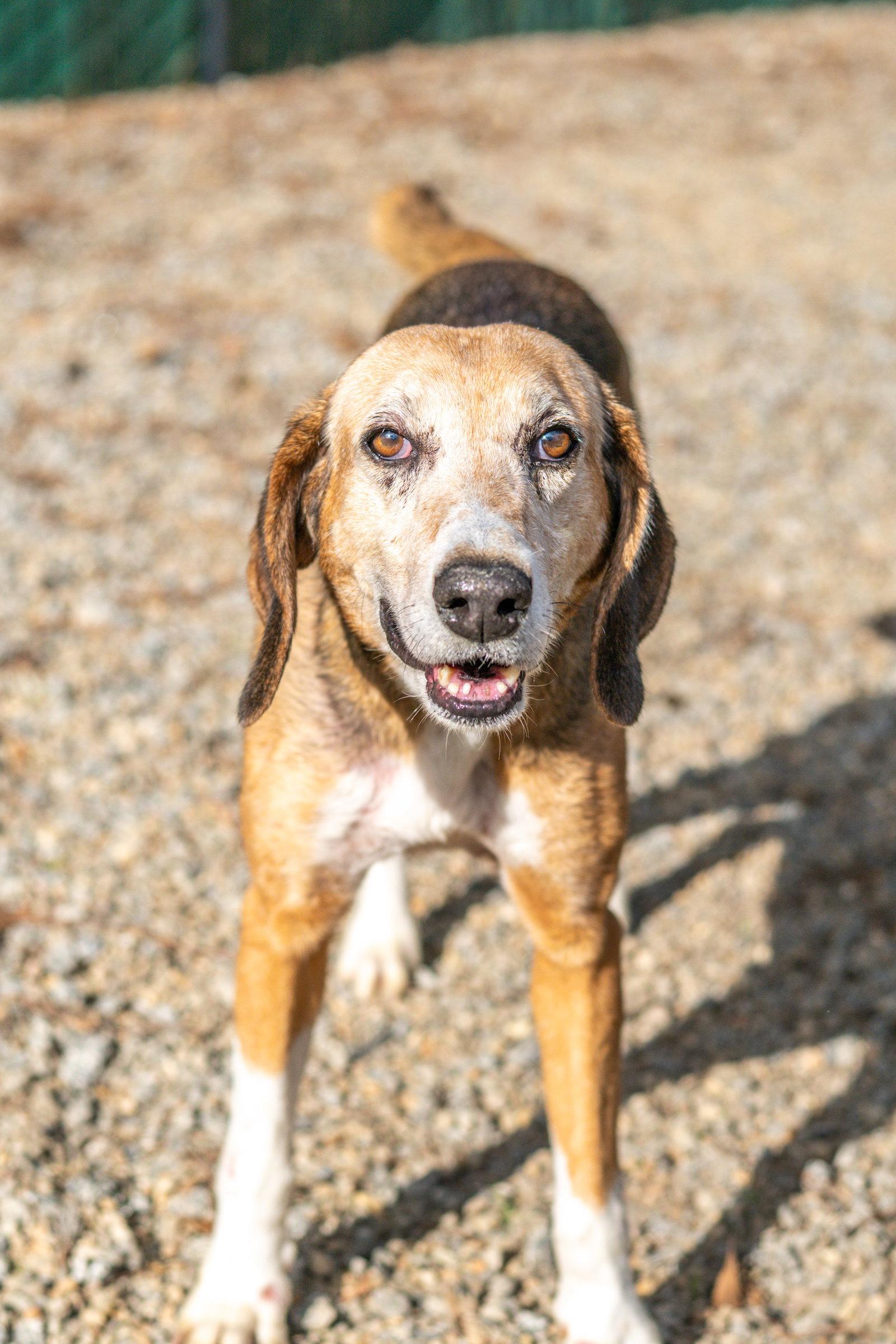 Beatrice, a Adoptable Hound in Hilton Head Island, SC image 2/3