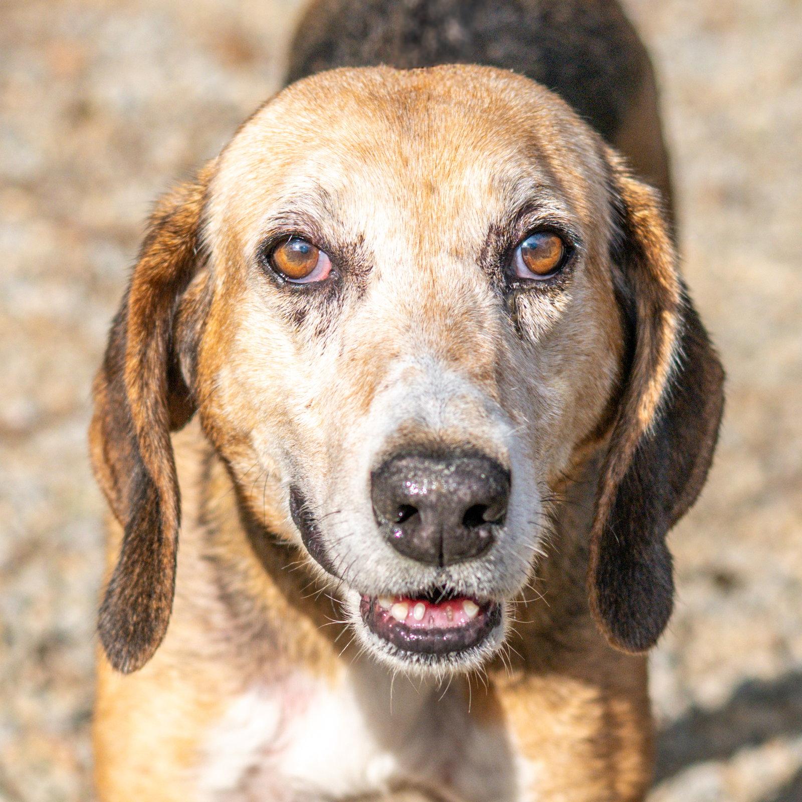 Beatrice, a Adoptable Hound in Hilton Head Island, SC image 3/3