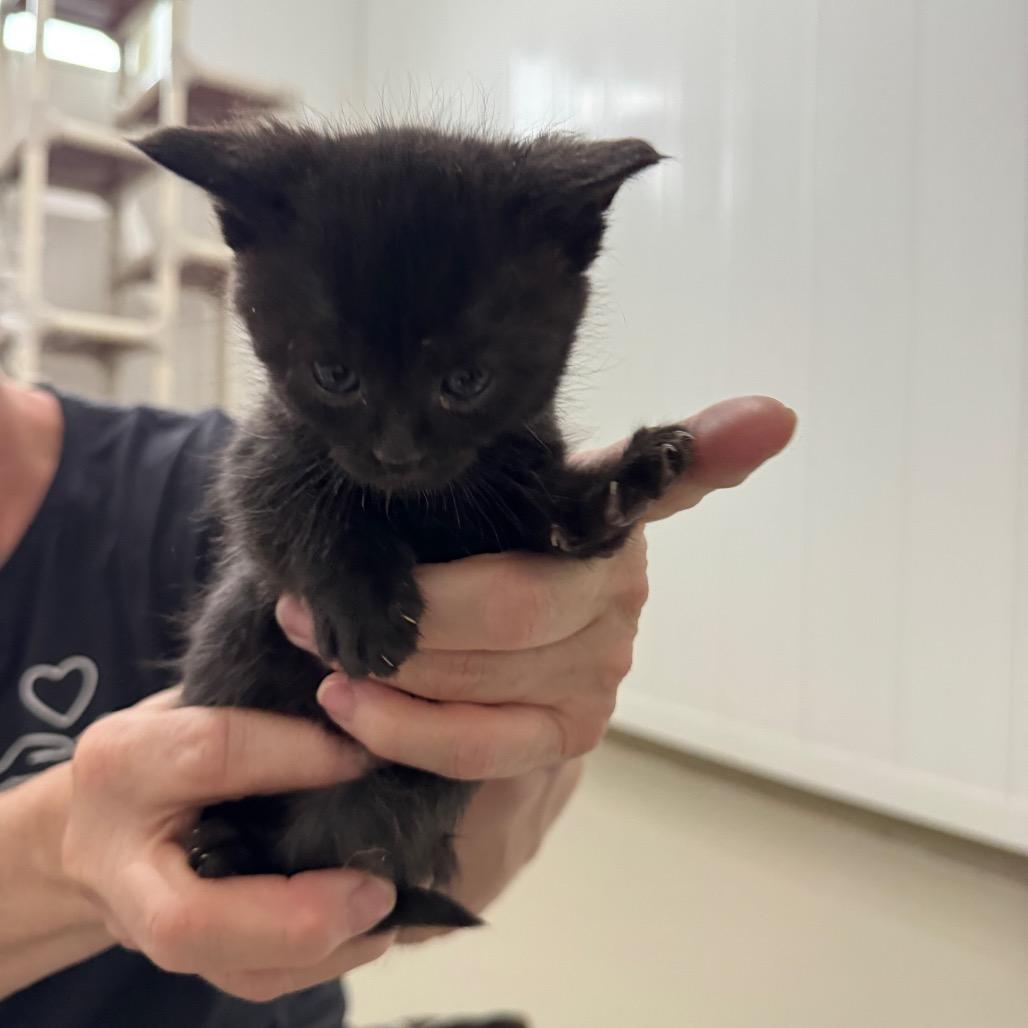Maggie, Adoptable, Kitten Female Domestic Short Hair.