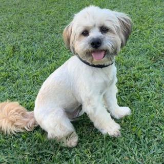 Enlarge ZEKE, a Adoptable mixed breed in Santa Monica, CA image 2/6