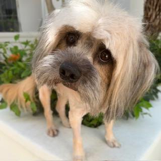 Enlarge ZEKE, a ADOPTABLE mixed breed in Santa Monica, CA image 2/3