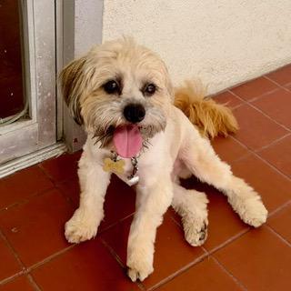 Enlarge ZEKE, a Adoptable mixed breed in Santa Monica, CA image 1/6