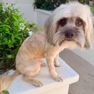 Enlarge ZEKE, a ADOPTABLE mixed breed in Santa Monica, CA image 3/3