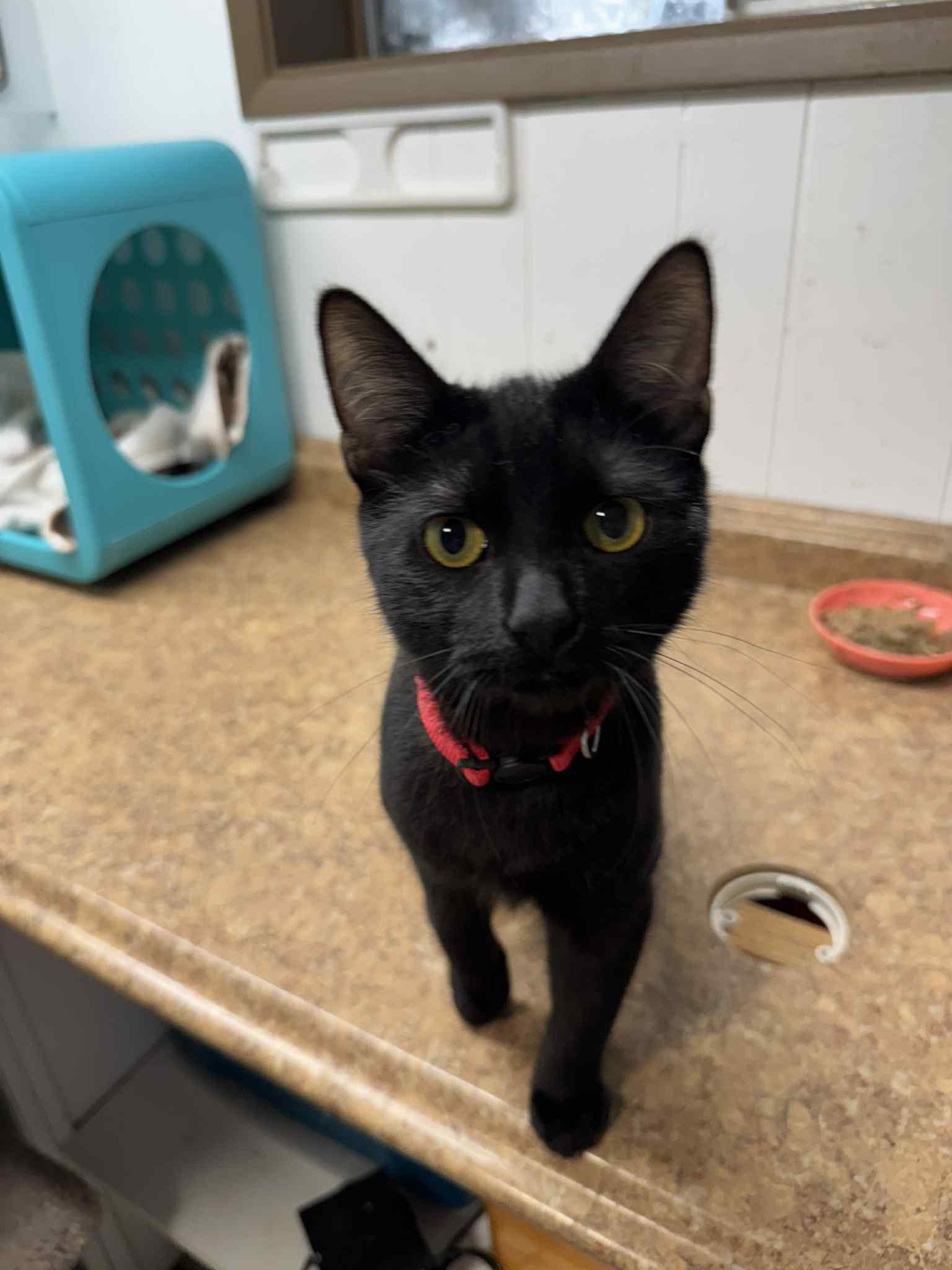 Sagittarius - AUGUST ADOPTION SPECIAL