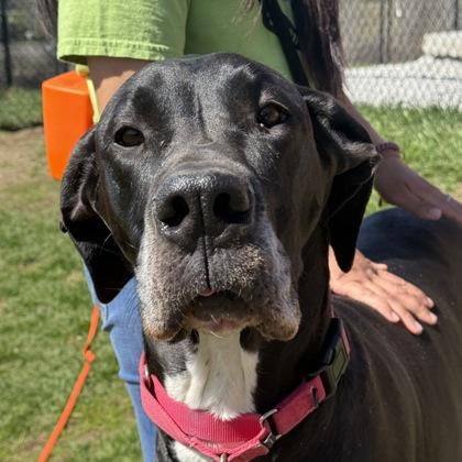 Emma, Adoptable, Adult Female Great Dane.