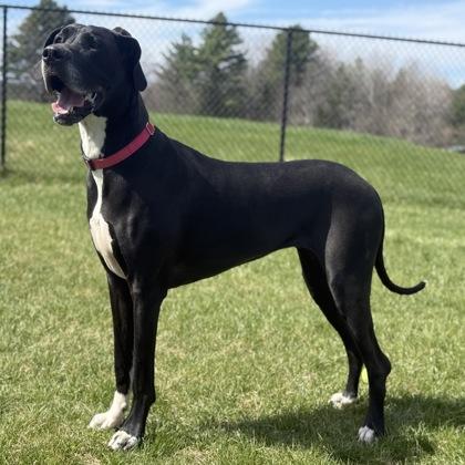 Enlarge Emma, a Adoptable mixed breed in East Montpelier, VT image 2/3