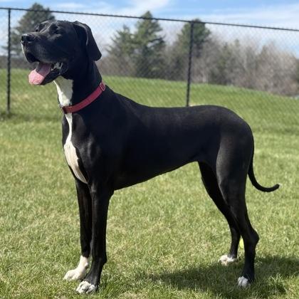Enlarge Emma, a Adoptable mixed breed in East Montpelier, VT image 3/3