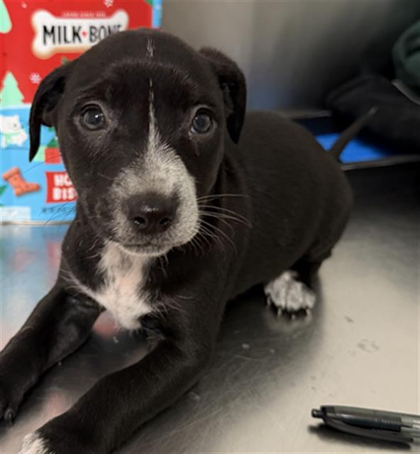 Enlarge Ramona - URGENT, an adopted mixed breed in Thousand Oaks, CA image 1/1