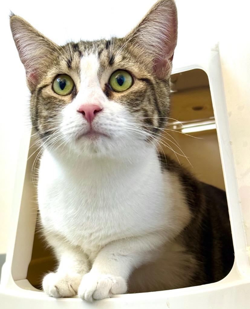 Enlarge Boog, a Adoptable mixed breed in Thousand Oaks, CA image 2/3