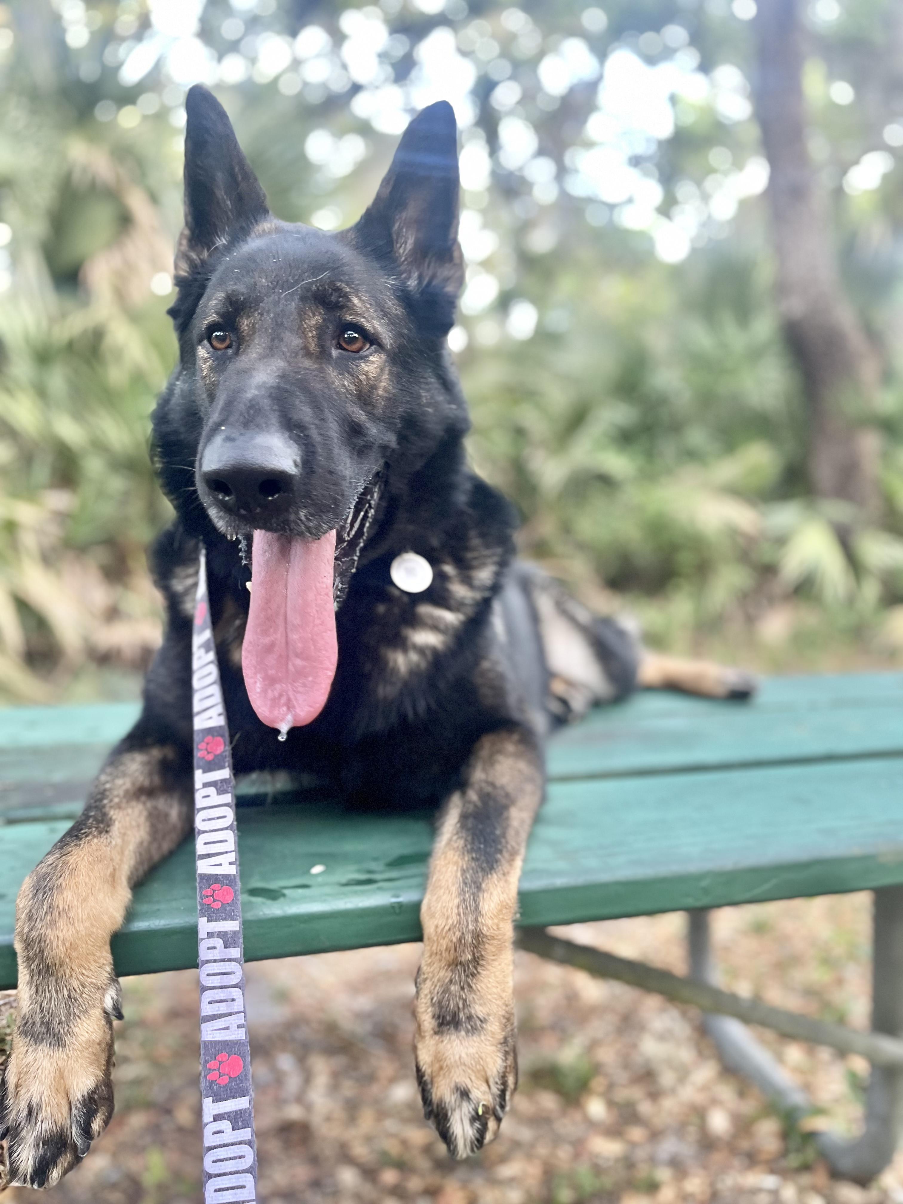 Enlarge Max, a Adoptable German Shepherd Dog in Palm Harbor, FL image 1/6