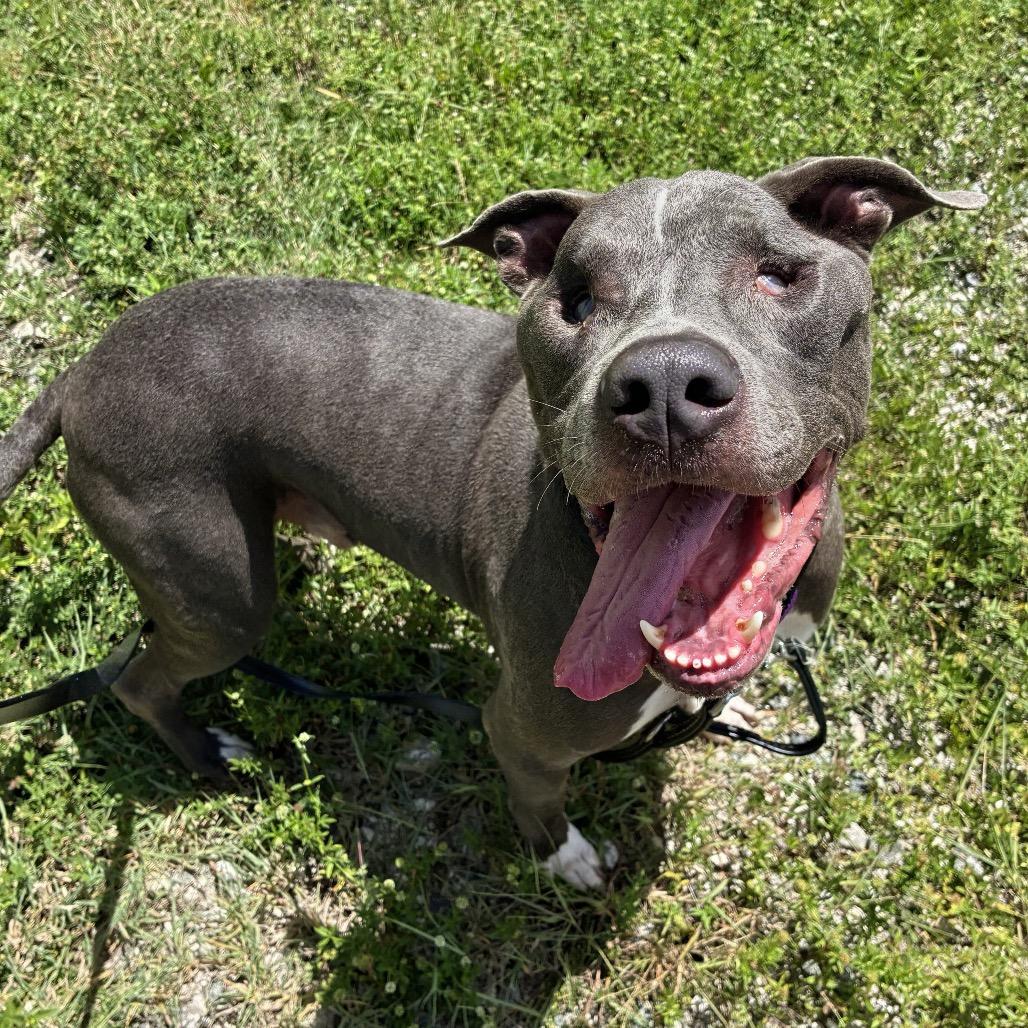 Milo, Adoptable, Adult Male Terrier.