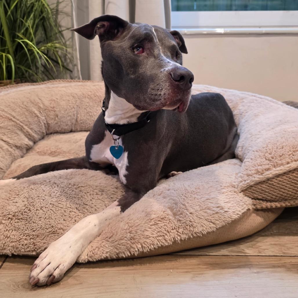 Enlarge Milo, a Adoptable Terrier in Fort Lauderdale, FL image 2/4
