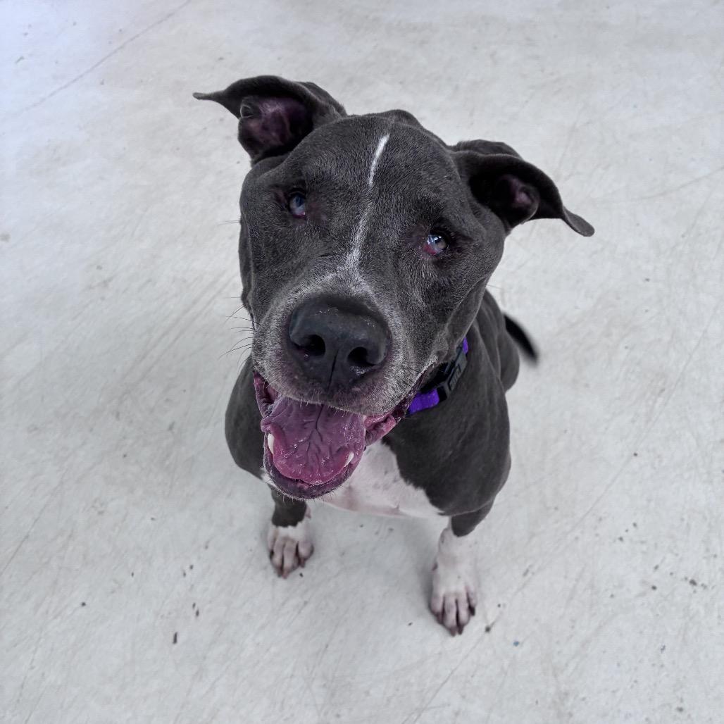 Enlarge Milo, a Adoptable Terrier in Fort Lauderdale, FL image 3/4