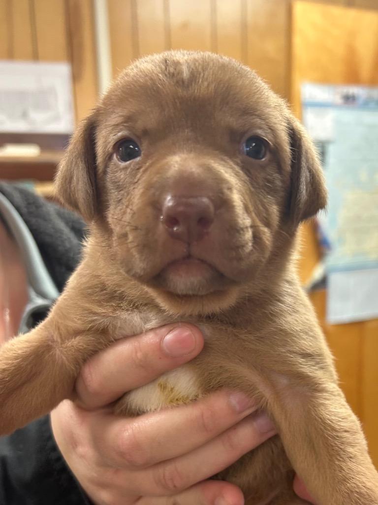 Star, Adoptable, Puppy Female Hound.