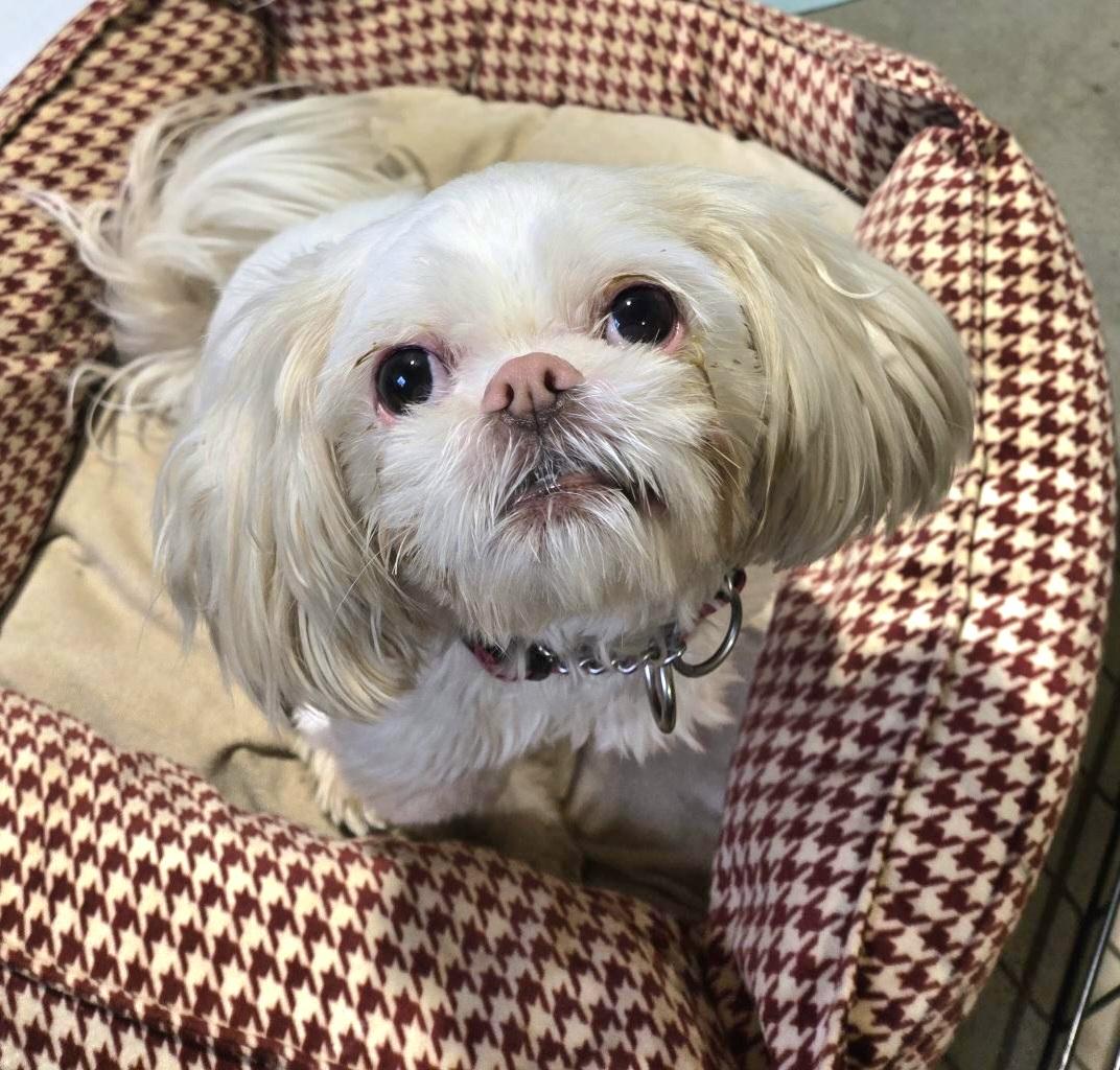 Enlarge Eloise, an adopted Shih Tzu in Pelzer, SC image 1/3